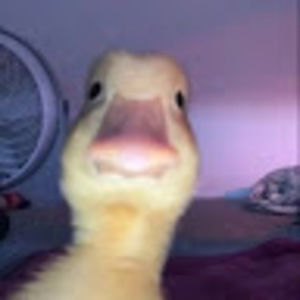 Meet your Posher, Samuel